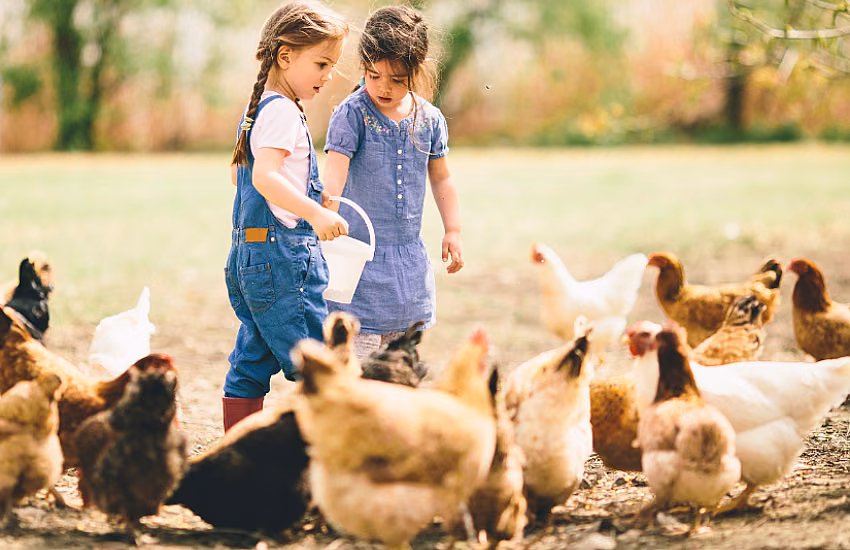 Using Vegetable Oil as an Additive in Livestock Feed