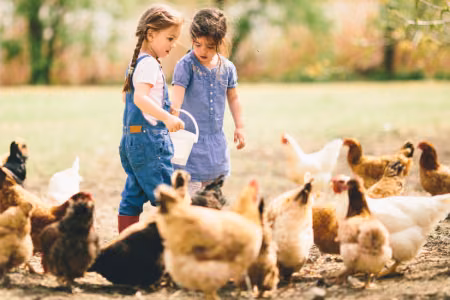 Using Vegetable Oil as an Additive in Livestock Feed