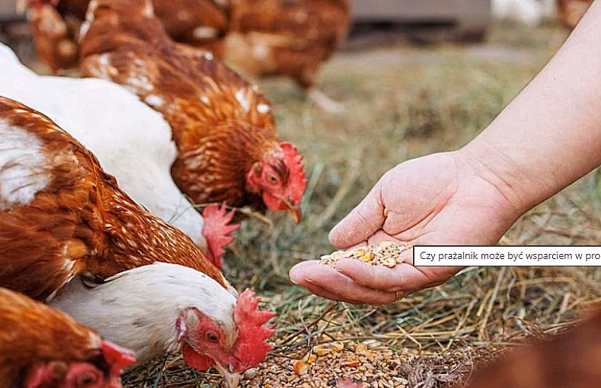 Can a grain roaster support feed production for livestock?