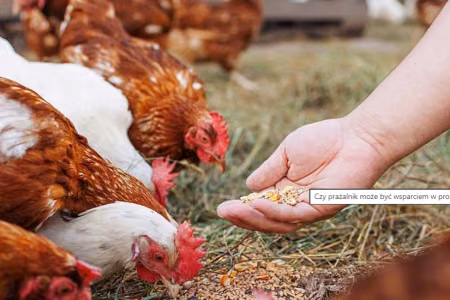 Can a grain roaster support feed production for livestock?