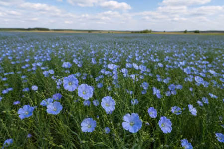 Blue Field, Golden Seed - Growing Flax and the Craft of Pressing Linseed Oil